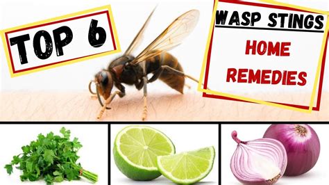 9 Home Remedies to Treat Yellow Jacket Sting Fab How