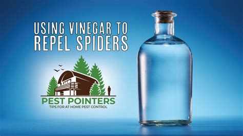 vinegar and water for spiders