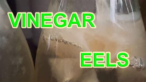 Vinegar Eels Is Safe