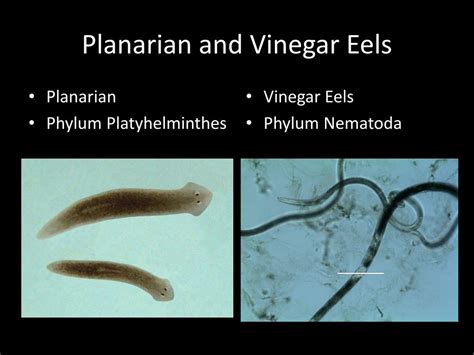 Vinegar Eels Movement