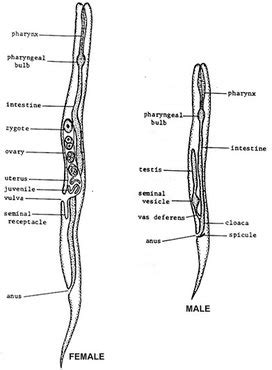 Vinegar Eels Structure