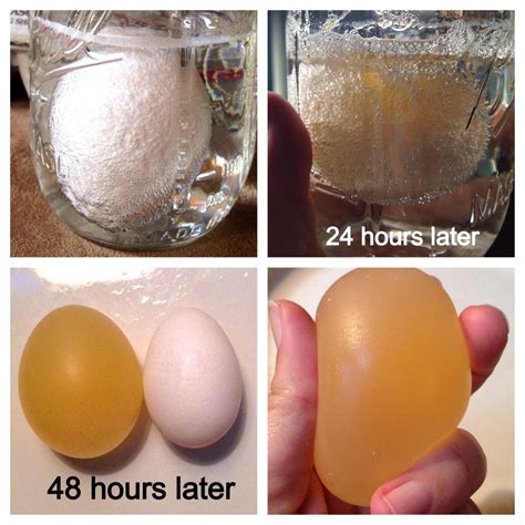 Vinegar Egg Science Experiment
