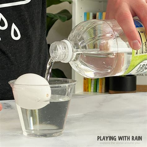 Vinegar Eggshell Experiment