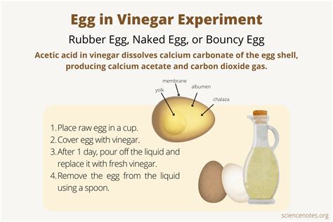 Vinegar Experiment Video