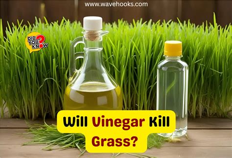 Vinegar Kill Grass