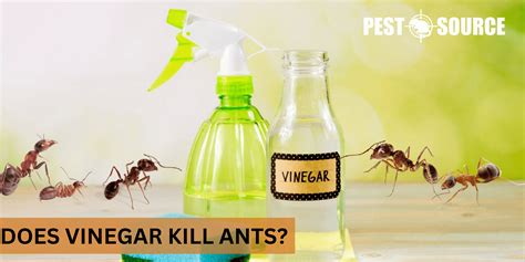 Vinegar To Kill Ants