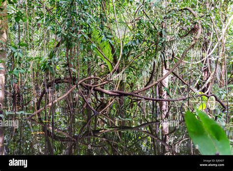 Vines In Amazon Rainforest