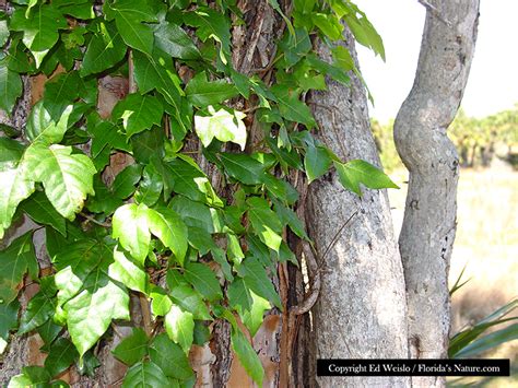 Vines Native To Florida