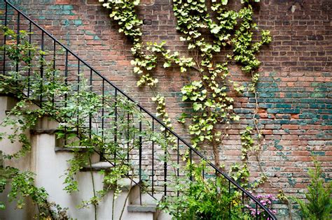 Vines On Brick Wall
