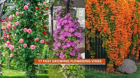 Vines That Grow Quickly
