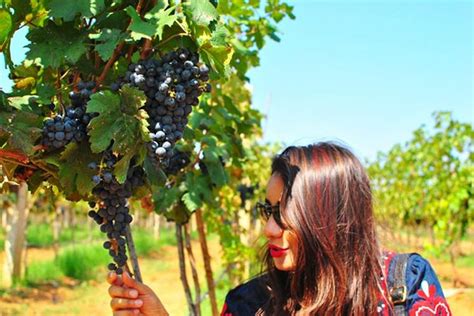 vineyard tour activities