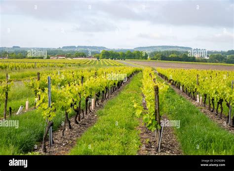 vineyards Cognac