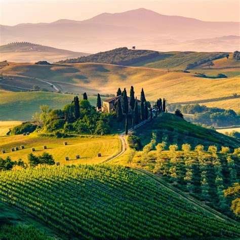 vineyards Tuscany