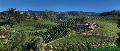 vineyards around Neive