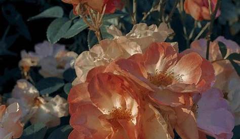 Vintage Aesthetic Flower Background Pinterest// Joyful_grace ,