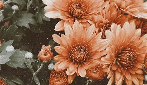 Vintage Flower Wallpaper Phone Pin By Eva Detroia On ρ૨єττყ ρคττє૨ทઽ 2 Iphone