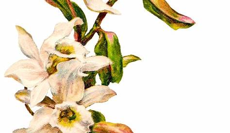 Vintage Flowers Transparent Background Flower Cliparts Free Download On ClipArtMag