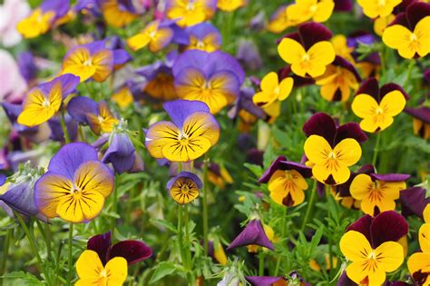 Viola Flower Facts