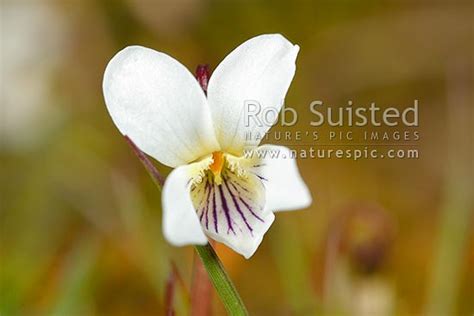Viola Flower Nz