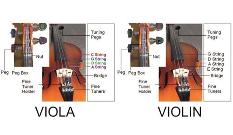 Viola Strings Vs Violin Strings