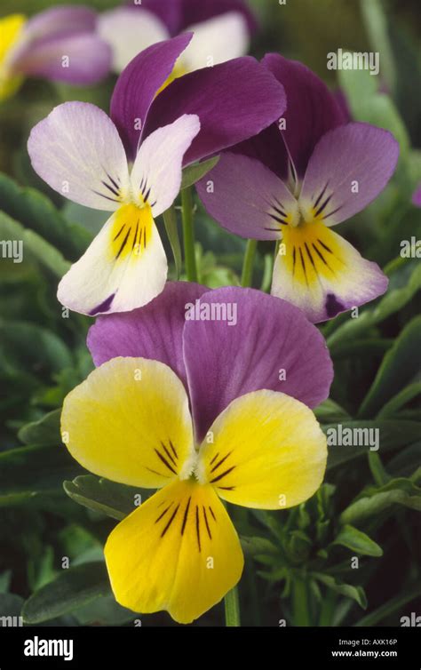 Viola X Williamsii