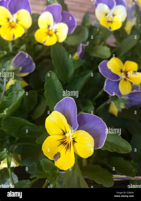 Violas Winter