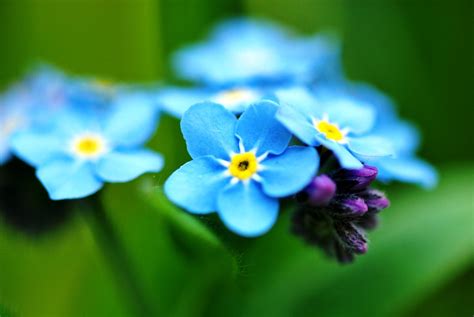 violation of violet blue