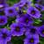violet flower images