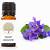 violet leaf essential oil