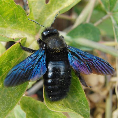 violet carpenter sten
