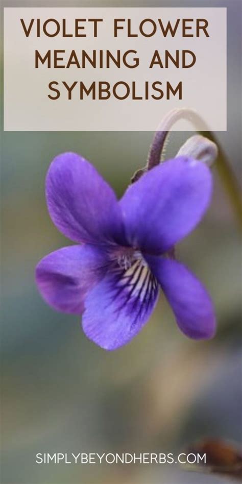 Violet Flower Meaning