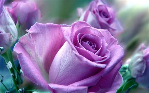 Discover the Mystical Beauty of Violet Rose