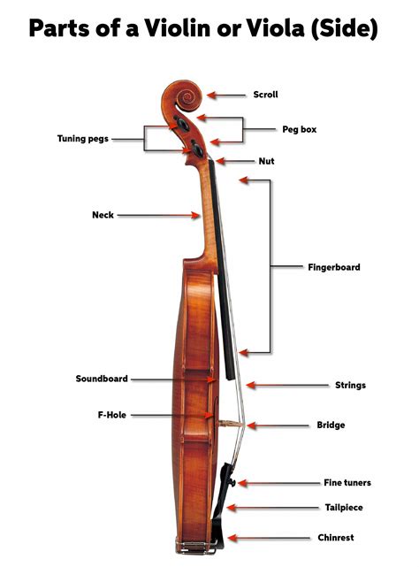Violin Neck Definition