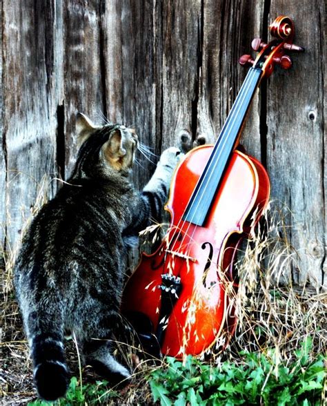 Violin Strings Cat Guts