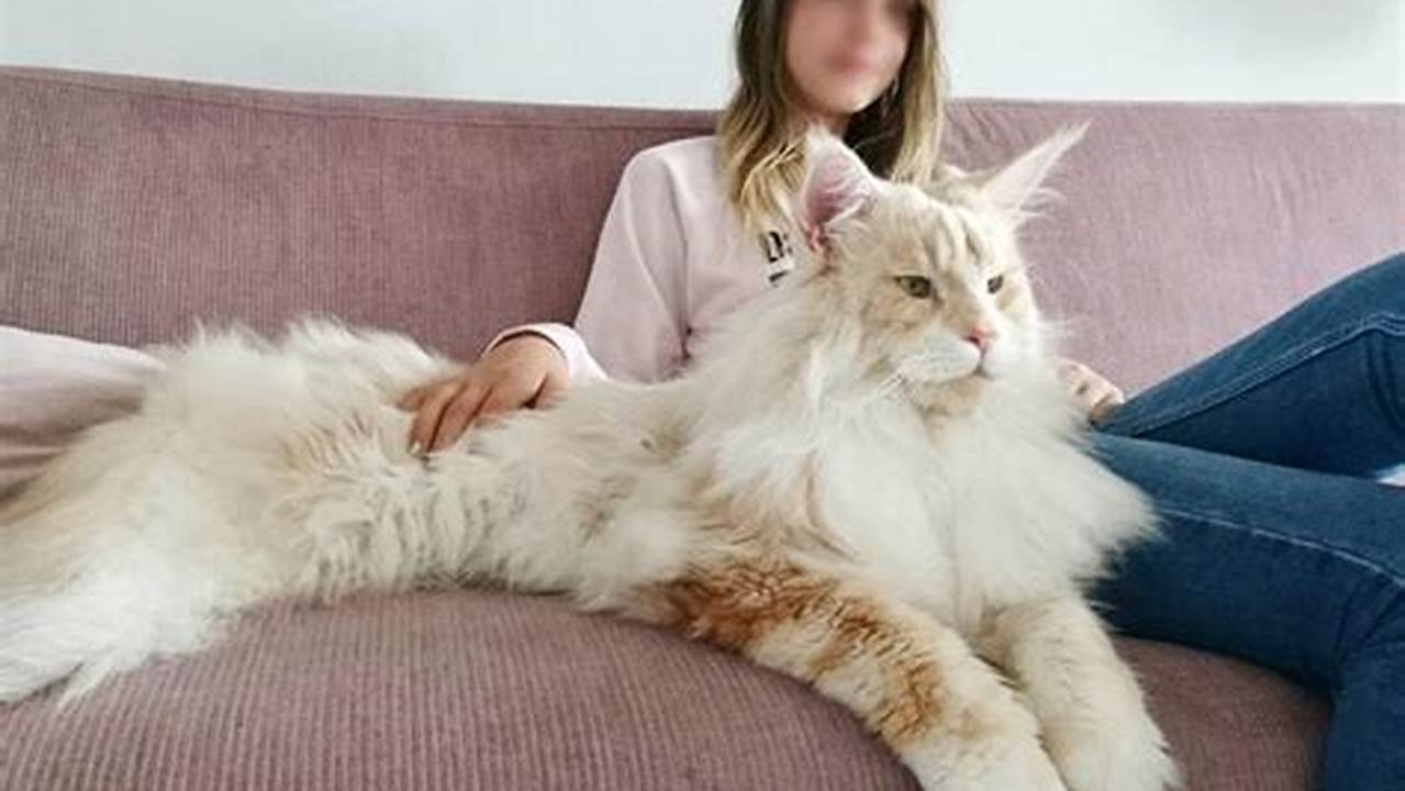 Viral Maine Coon Cat: Meet the Internet's Newest Feline Sensation