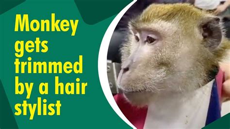 Viral Monkey: The New Trending Sensation In 2023