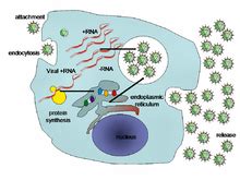 viral hepatitis wikipedia