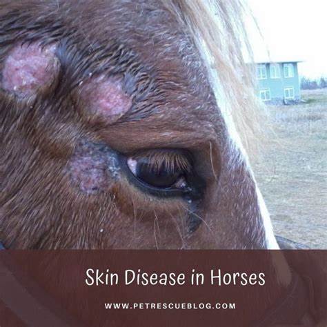 viral infections in horses