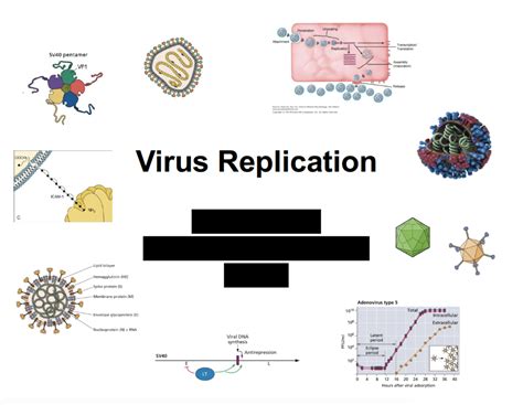 viral replication quizlet
