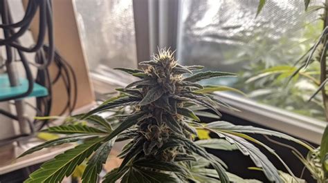 Virginia Mints Strain