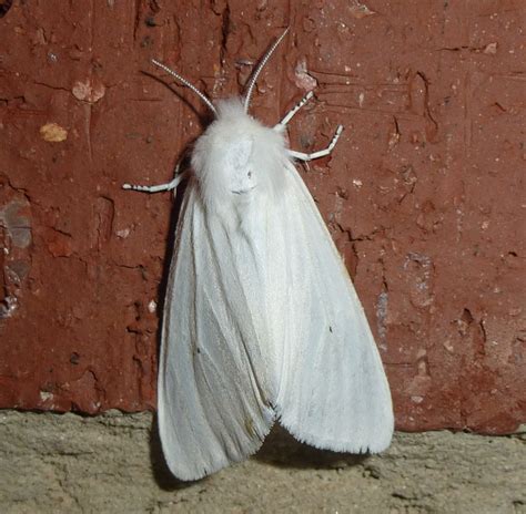virginian tiger moth host plant