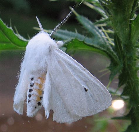 virginian tiger moth spilosoma virginica