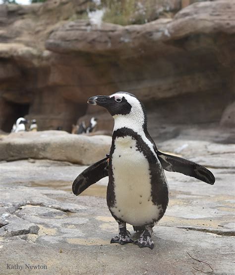 Virtual Cincinnati Zoo