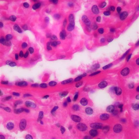 Virtual Microscope Lab Quizlet