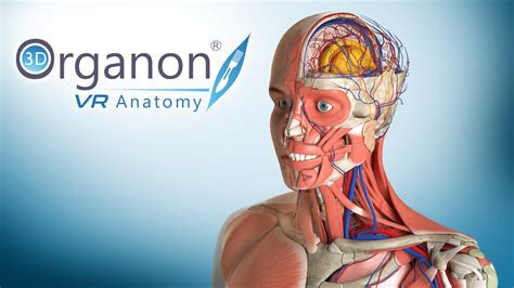 Virtual Reality Anatomy Software