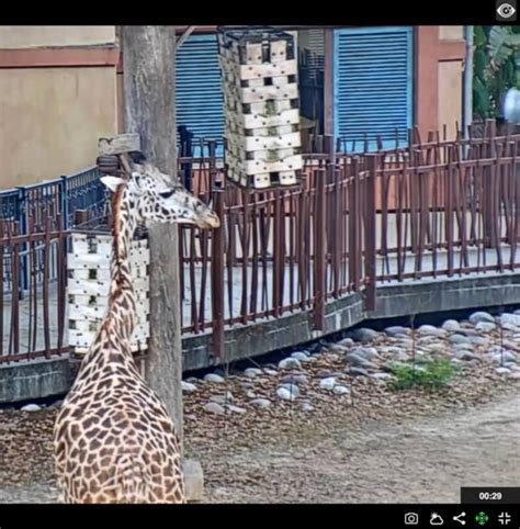 Virtual Zoo Webcams