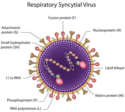 virus respiratory syncytial