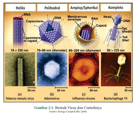 Virus Adalah Agen Infeksi Kecil Yang Hanya Mereplikasi Di Dalam Selsel