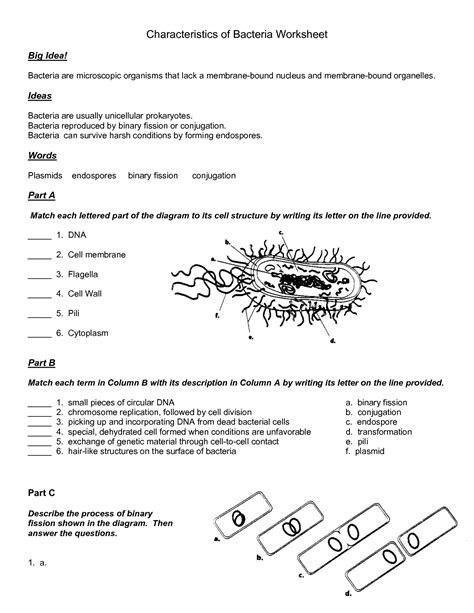 virus and bacteria worksheet