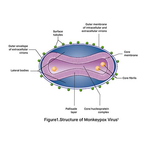 Virus Cacar Monyet: Kenali Gejala, Penularan, dan Pencegahannya